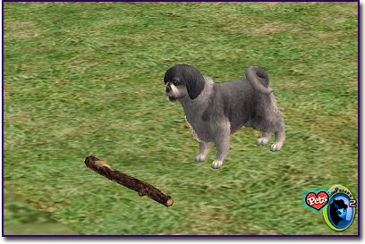 Shih Tzu Blue standing on grass