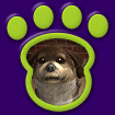 Shih Tzu Brown Cream thumbnail