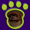 Shih Tzu Red Cream thumbnail