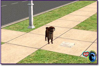 Shih Tzu Red Cream Sanding on a sidewalk criss-cross