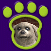 Shih Tzu White thumbnail