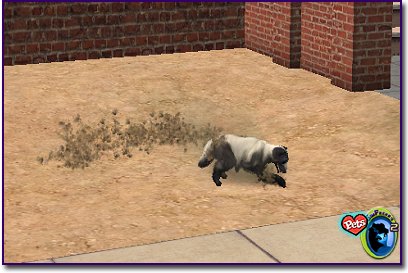 Skunk Dog sniffing desert ground