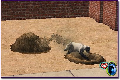 Skunk Dog digging a hole