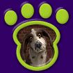Springer Spaniel - Liver spotted thumbnail