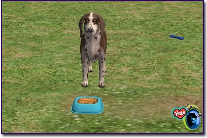 Spotted Spaniel - Liver spotted standing behind a blue dog bowl.