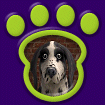 Springer Spaniel - Black thumbnail