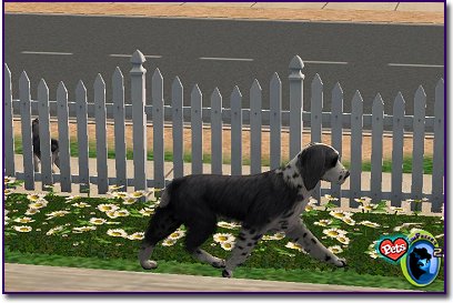 Springer Spaniel - Black walking through flowers
