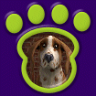 Springer Spaniel - Red thumbnail