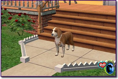 Springer Spaniel - Red near front steps.