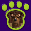 Yorkshire Terrier thumbnail