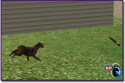 Yorkshire Terrier running through the grass
