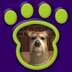 Yorkshire Terrier - Cream thumbnail