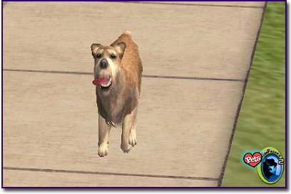 Yorkshire Terrier - Cream standing on a sidewalk