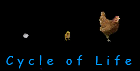 Mabel the Chicken COL